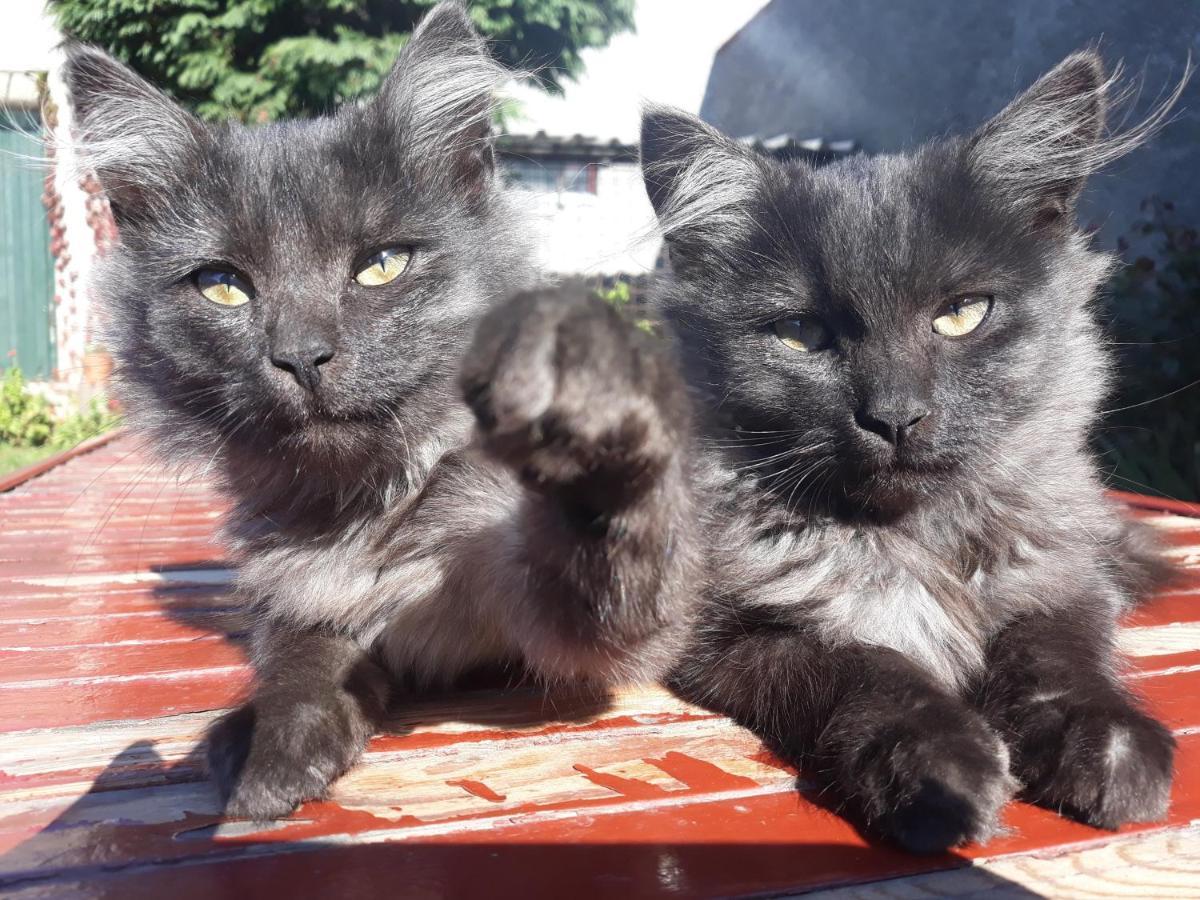 Ubytování u Machalů Leskovec Nad Moravici Exterior foto